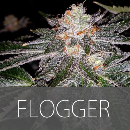 An image of Flogger