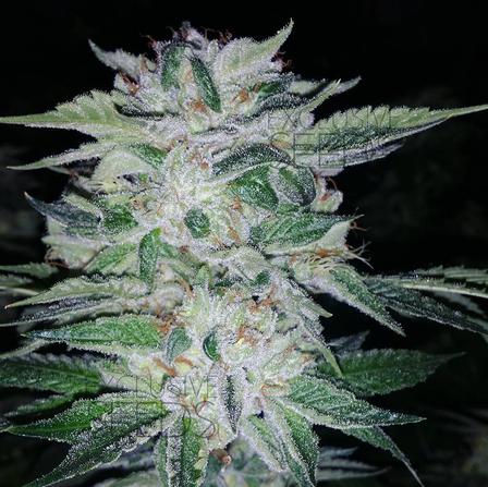 An image of Glaucoma OG