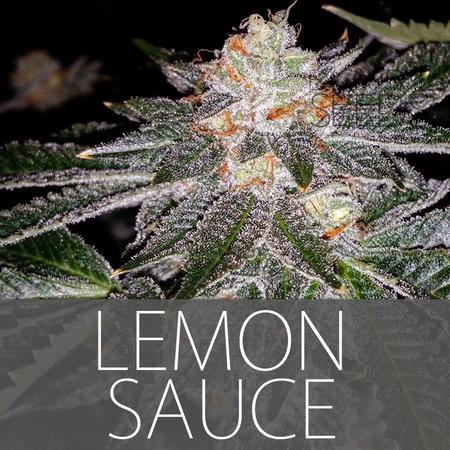 An image of Lemon Sauce