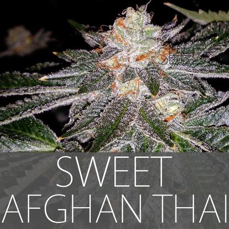 An image of Sweet Afghan Thai