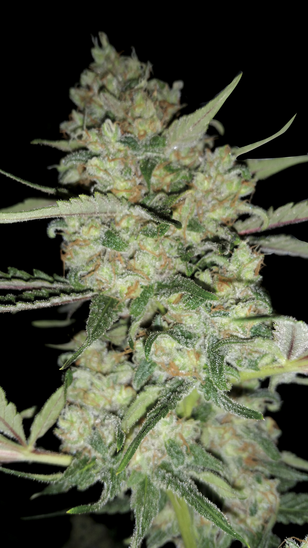 An image of Amnesia