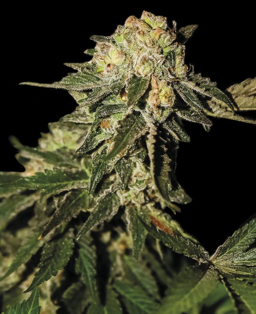 An image of Auto Mandarina