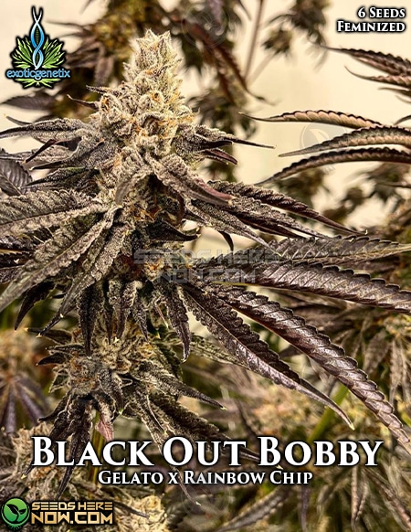 An image of Blackout Bobby