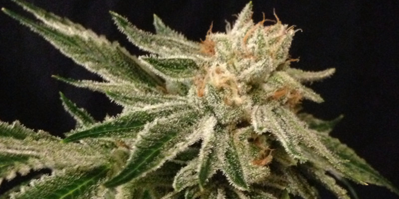 An image of After Life OG