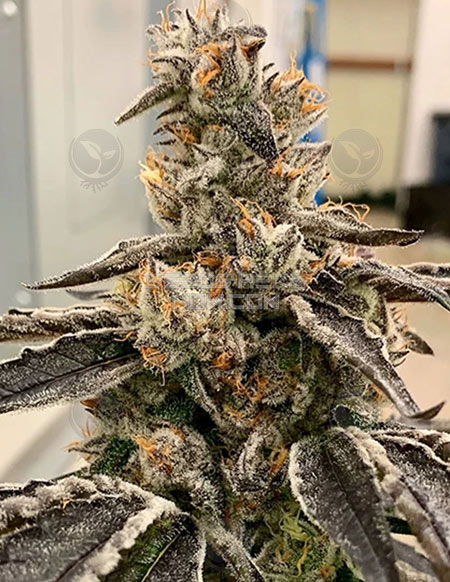 An image of Berry Bubba