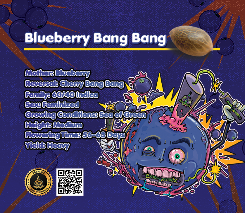An image of Blueberry Bang Bang