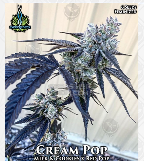 An image of Cream Pop