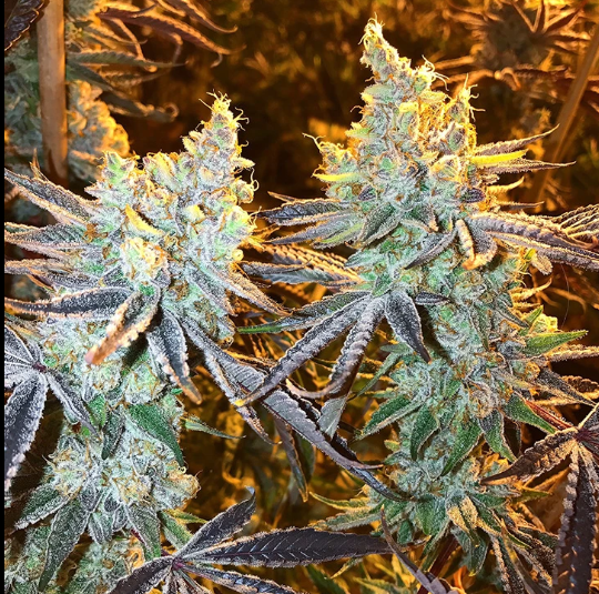An image of Crunch Berries