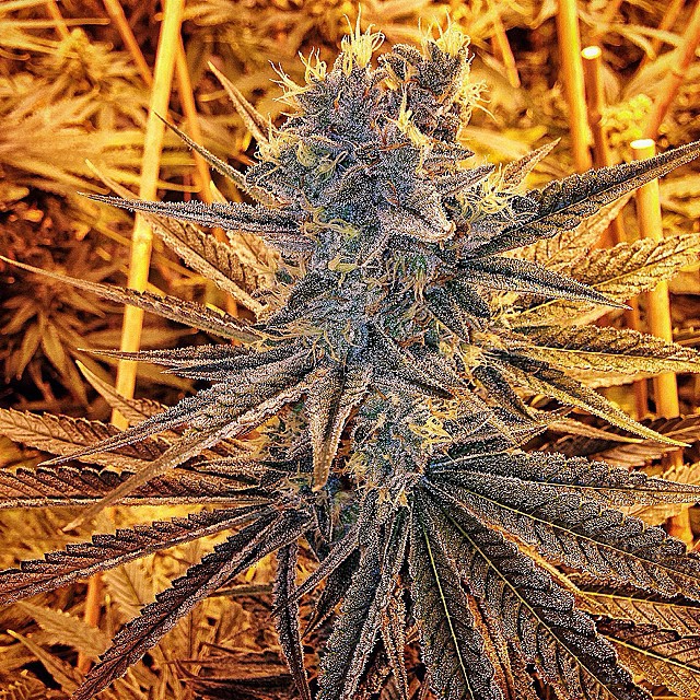 An image of Crystal Blue
