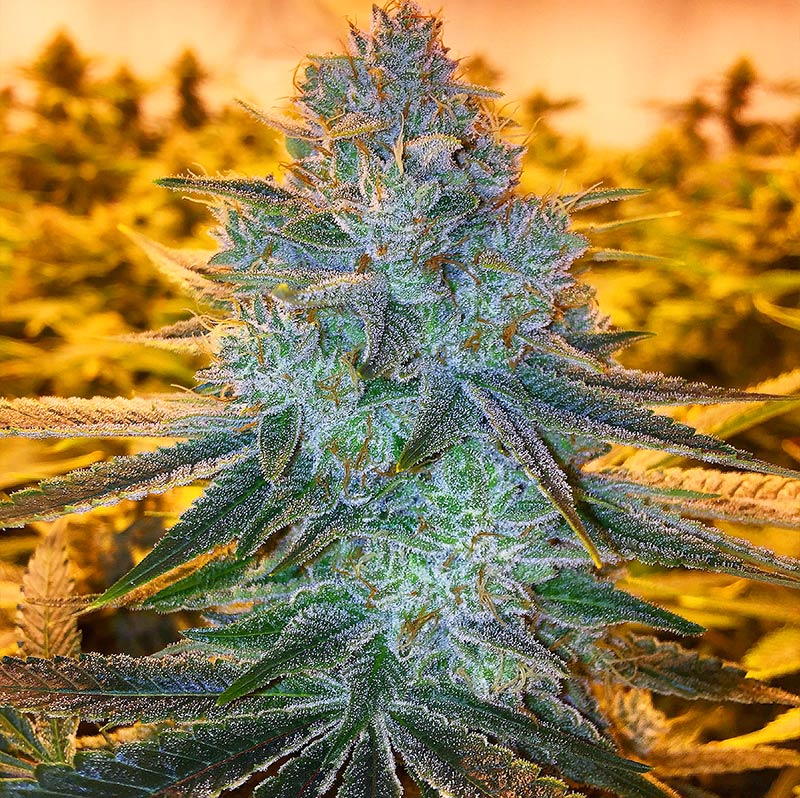 An image of Extreme OG