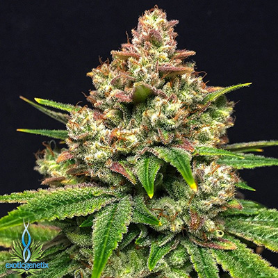An image of Grease Monkey