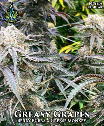 An image of Greasy Grapes
