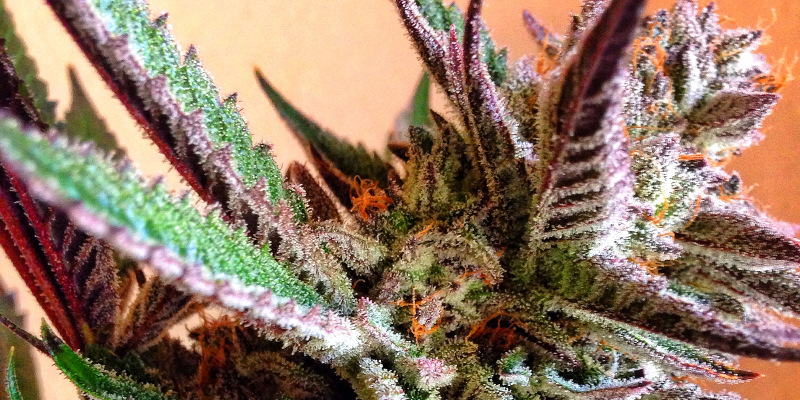 An image of Kimbo Kush