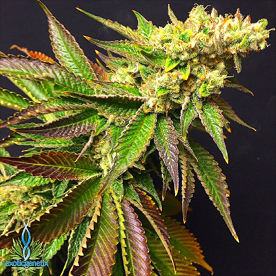 Lemon Meringue (Exotic Genetix) :: Cannabis Strain Info