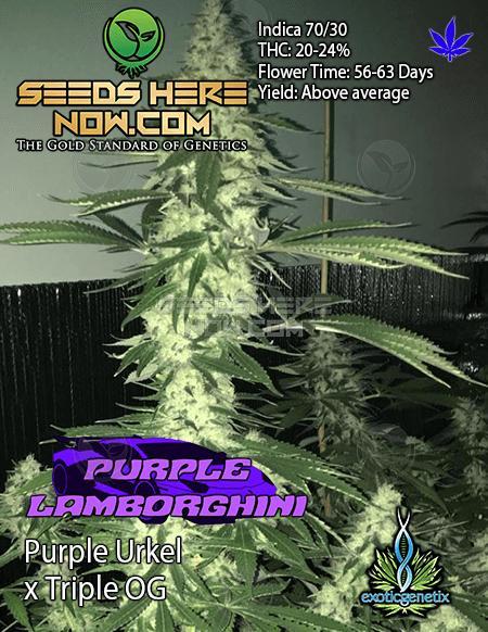 An image of Purple Lamborghini