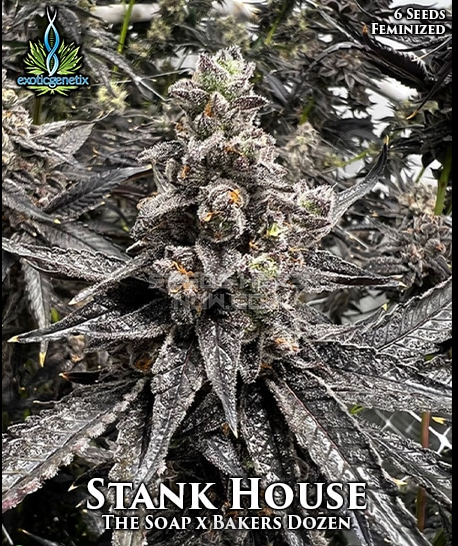An image of Stank House