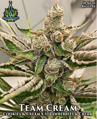 An image of Team Cream