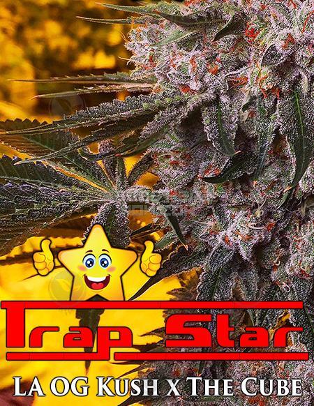 An image of Trap Star