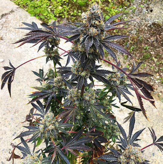 An image of Tropic Truffle
