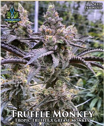An image of Truffle Monkey