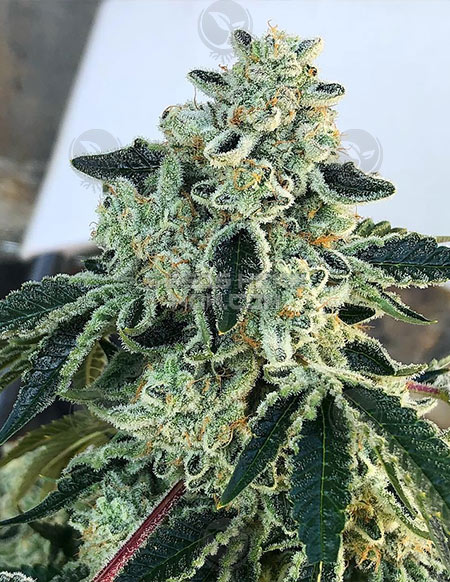 An image of Vanilla Gorilla