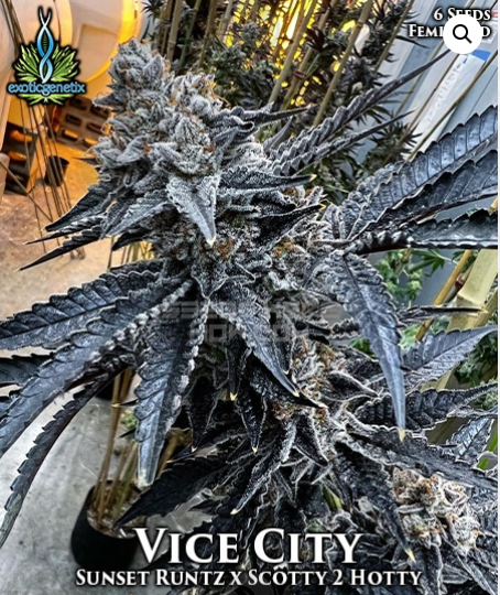 An image of Vice City