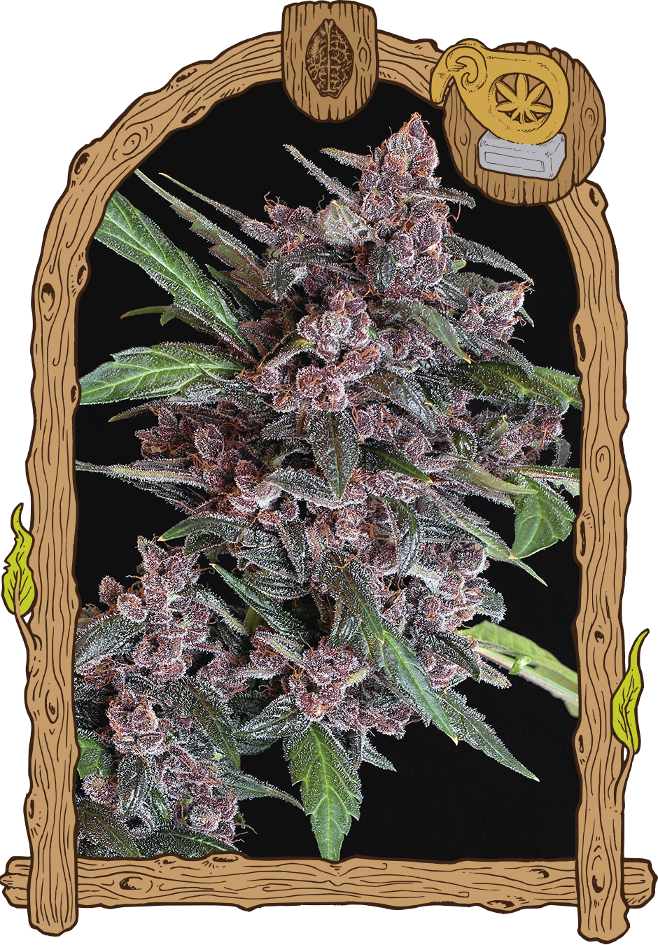 An image of Black Lemon Auto