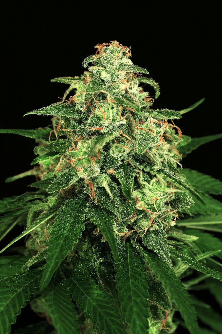 An image of Mango Cream