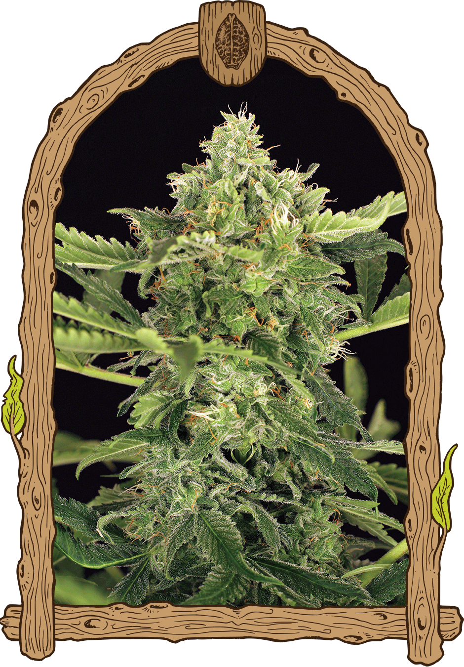 An image of Mango Cream Auto