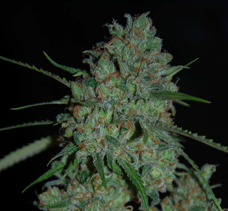 An image of Afghan Skunk