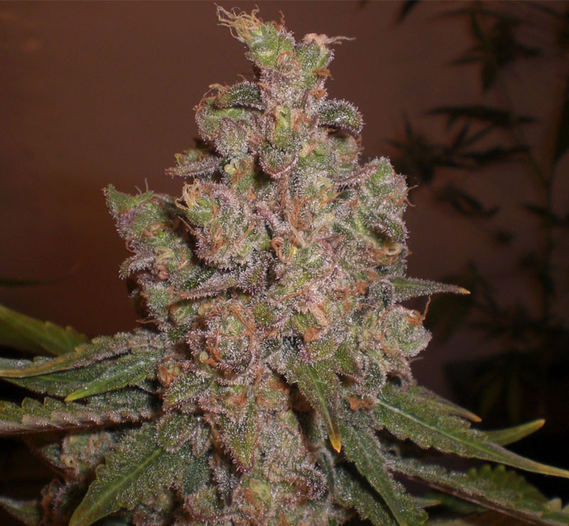 An image of Auto Funky Skunk