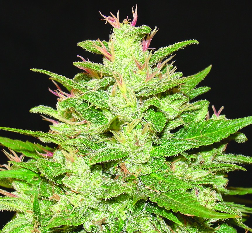 An image of Auto Kush
