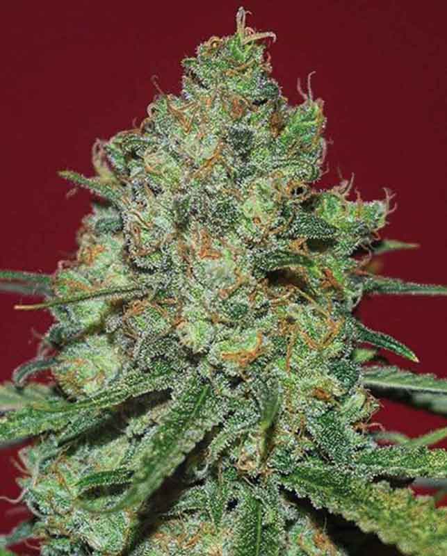 An image of Clinical White CBD