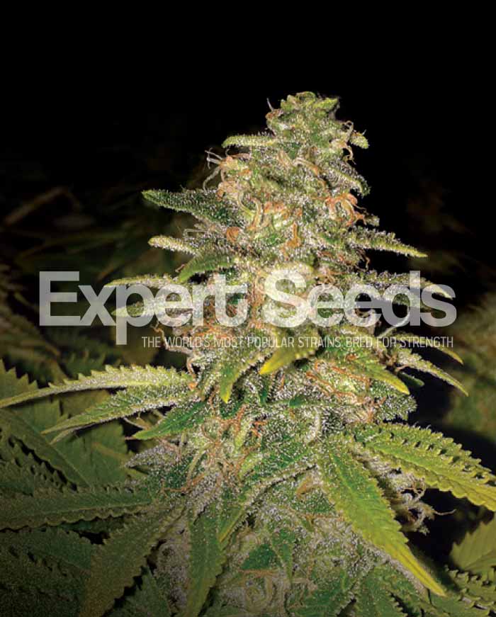 An image of Critical Blue Auto