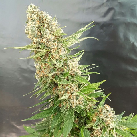 An image of Critical Gorilla