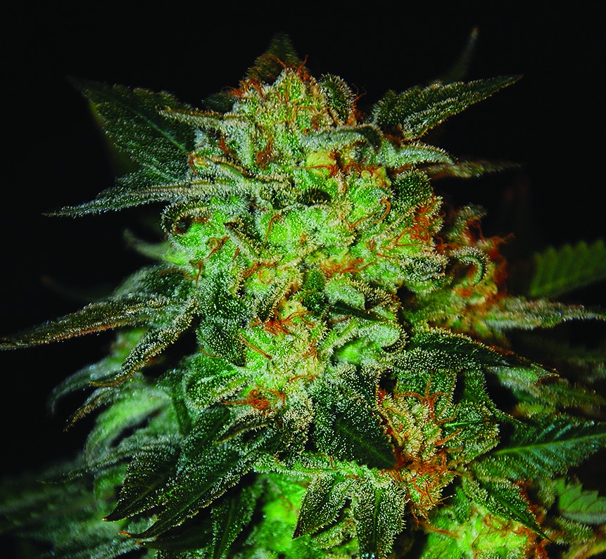 An image of Expert 47