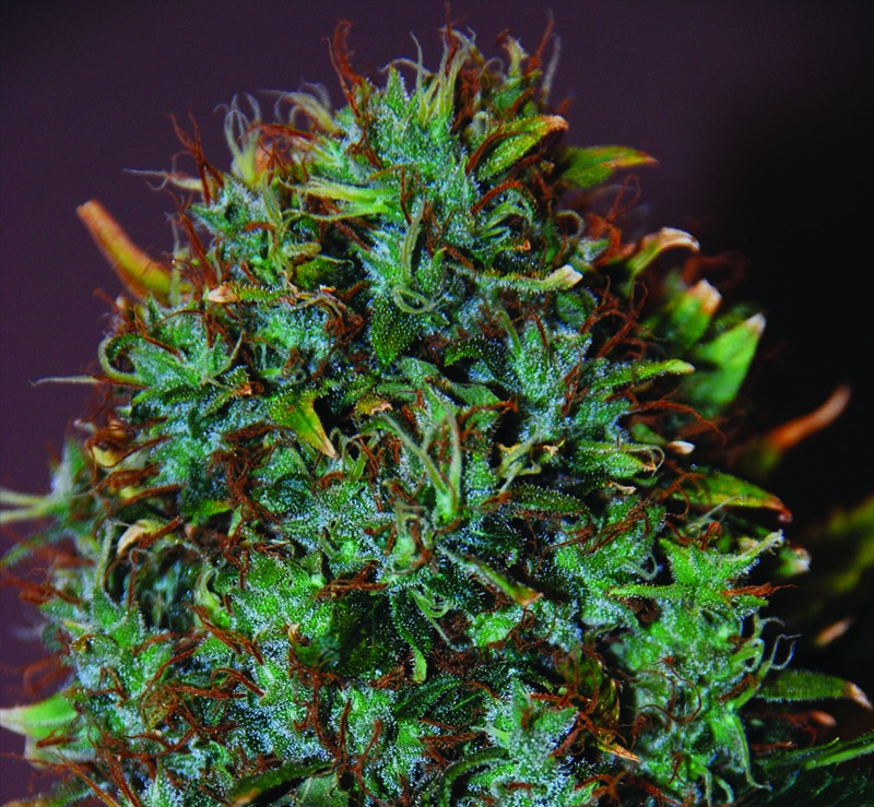 An image of Expert Haze