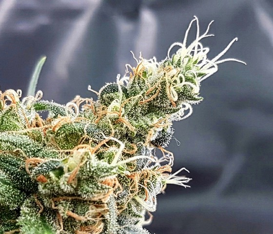 An image of Glueberry