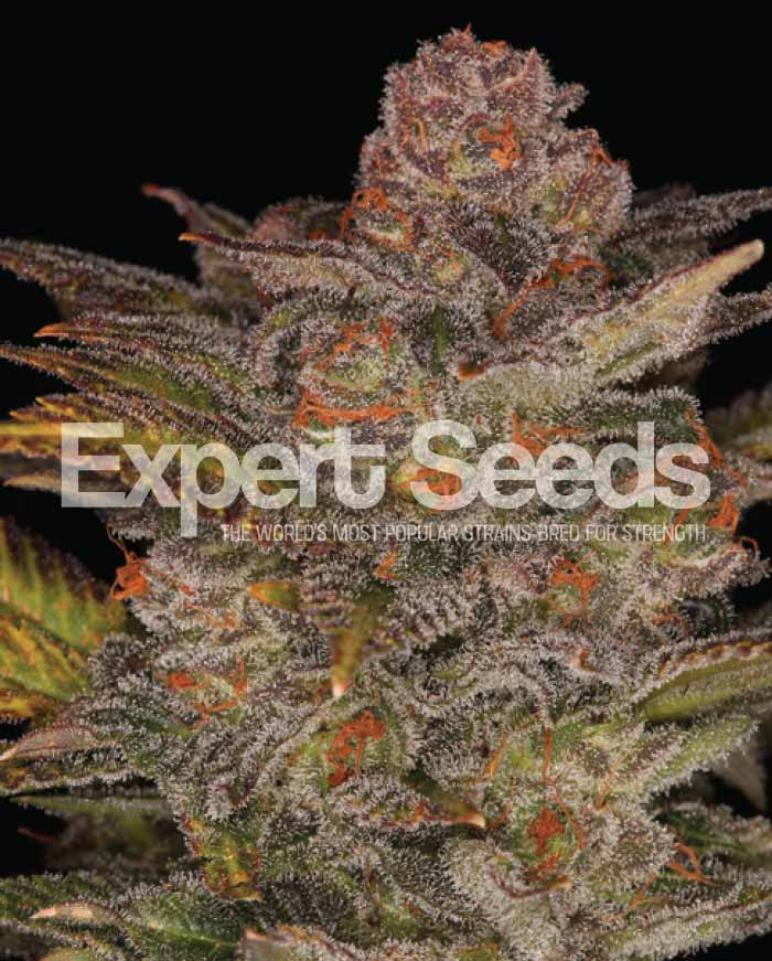 An image of Glueberry Auto