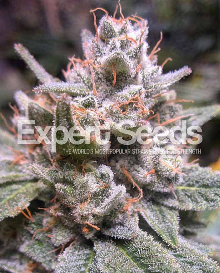An image of Gorilla Auto