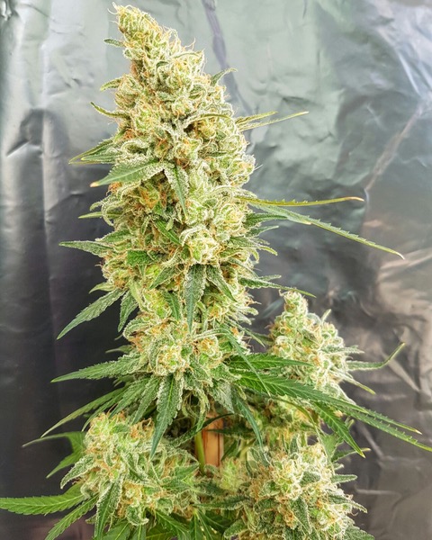 An image of Gorilla Banana