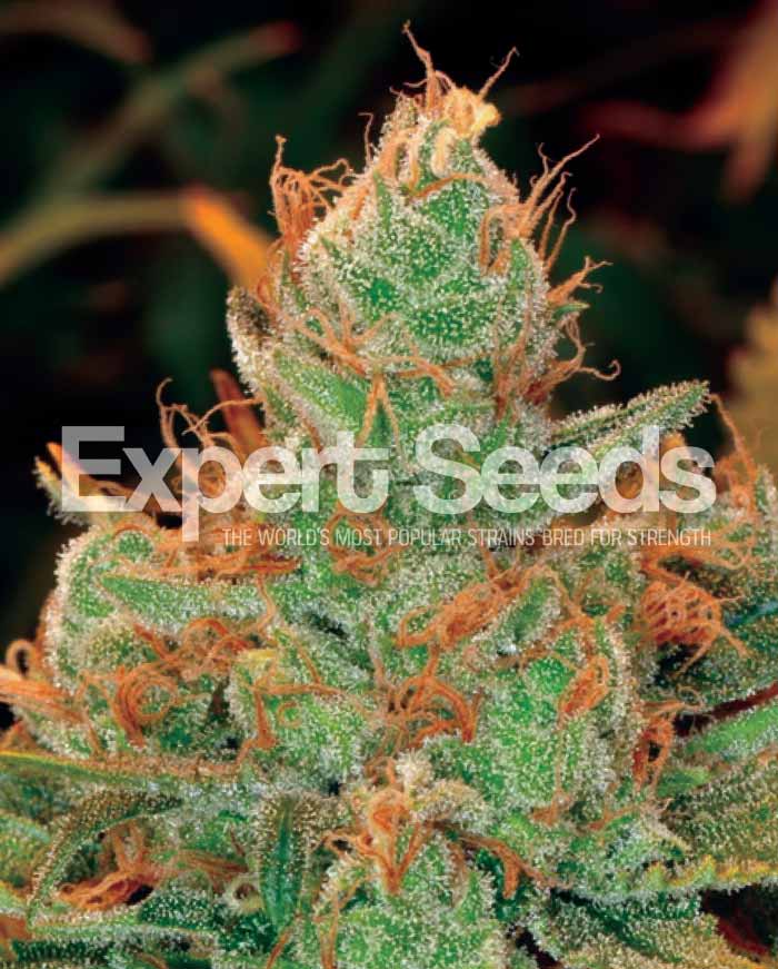 An image of Gorrila Glue #4 x Lilly