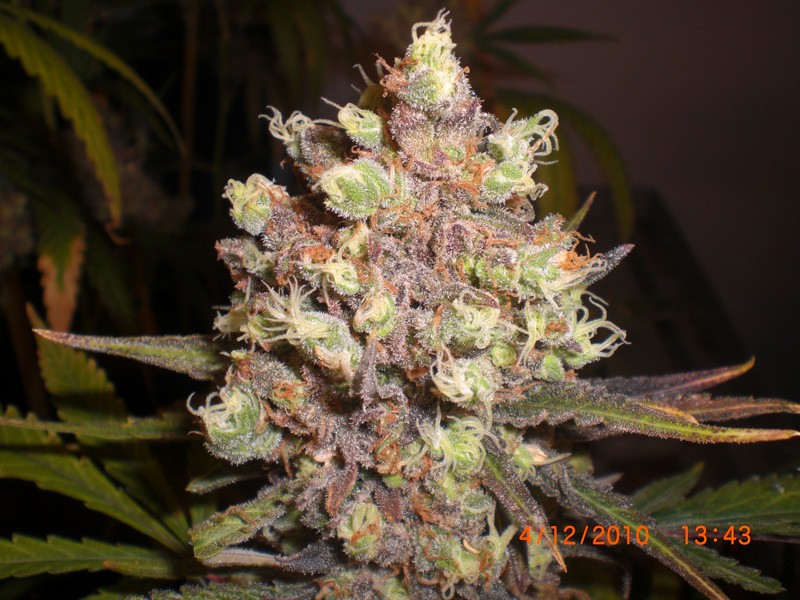 An image of LSD Poison