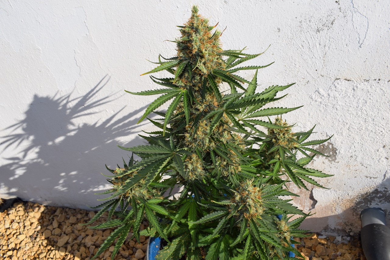 An image of Lemon Haze Auto