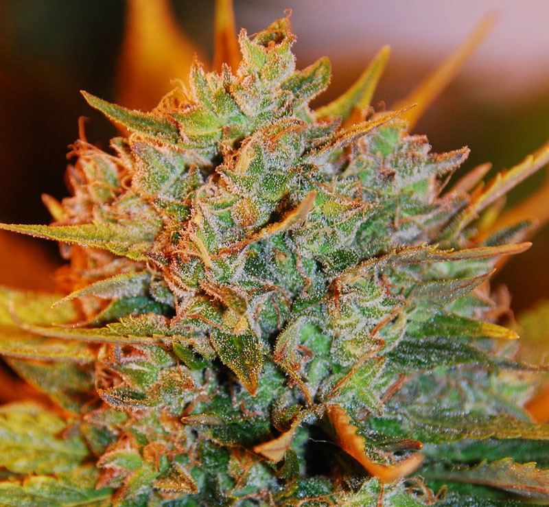 An image of Northern Light x Big Bud Auto