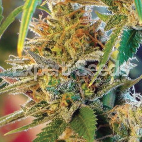 An image of Orange Skunk