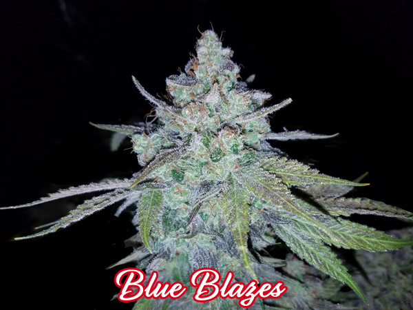 An image of Blue Blazes