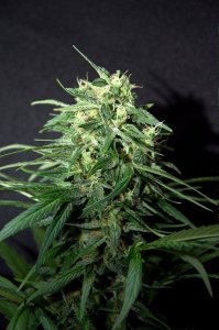 An image of Fast Amnesia