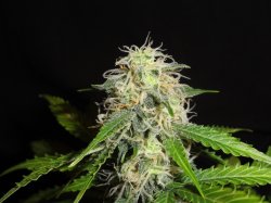 An image of Supercharged Bud