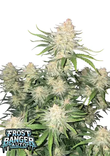 An image of Frostbanger Auto